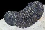 Bargain, Austerops Trilobite - Ofaten, Morocco #106002-5